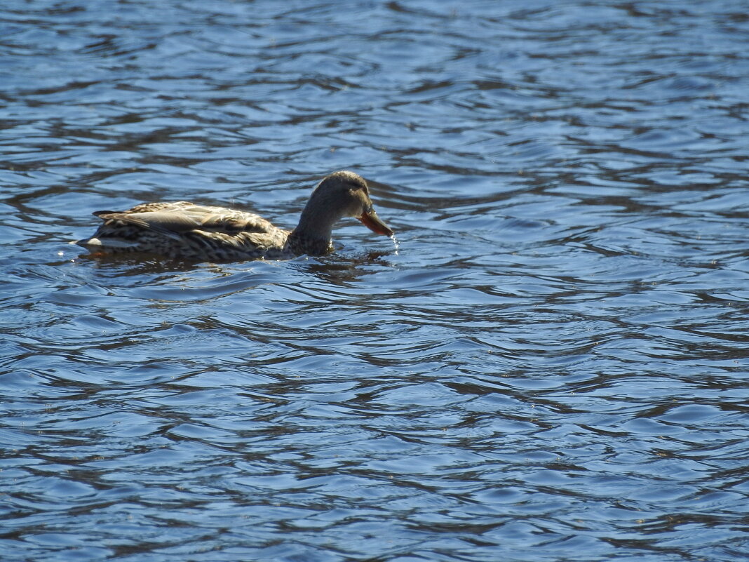 весенние зарисовки - ИННА ПОРОХОВА