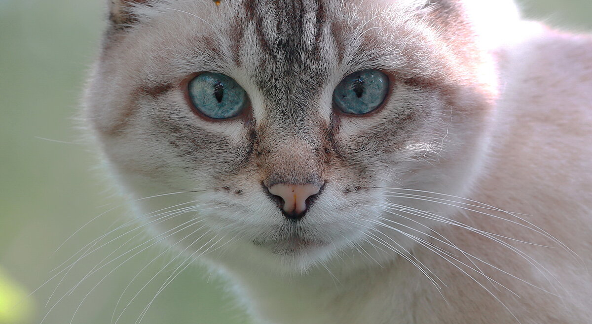 ...только посмотрю ... ( взгляд гипнотизёра ) - Andrey Bragin ...только посмотрю ... ( взгляд гипнотизёра ) - Andrey Bragin