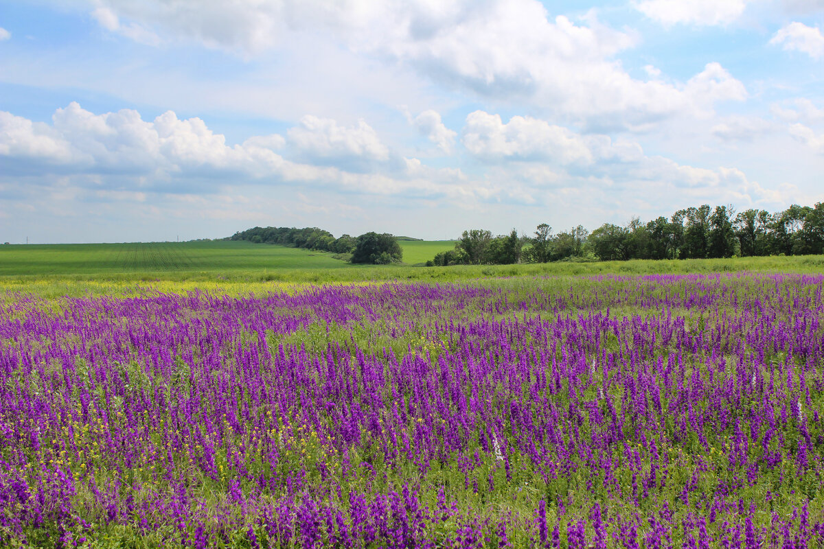 Весна. - Александр. AVG100 ---