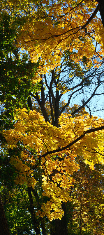 Осенний лесок 2. - Константин Белоногов