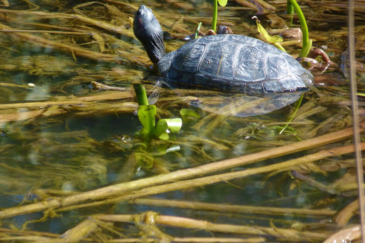 Черепашка - Валентин Семчишин