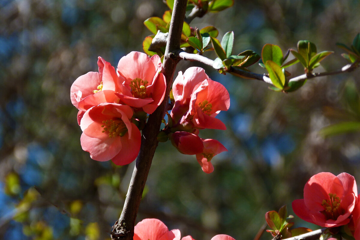 Японская айва - Валентин Семчишин Японская айва - Валентин Семчишин