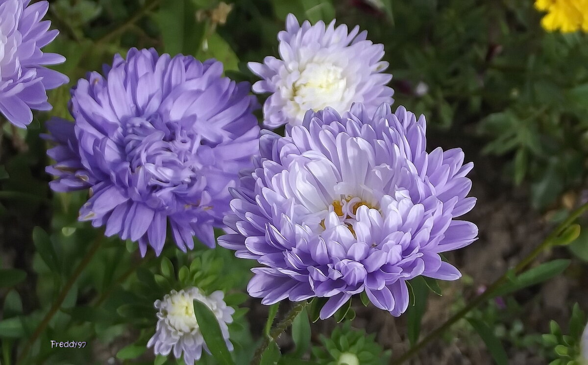 Астры - Freddy 97