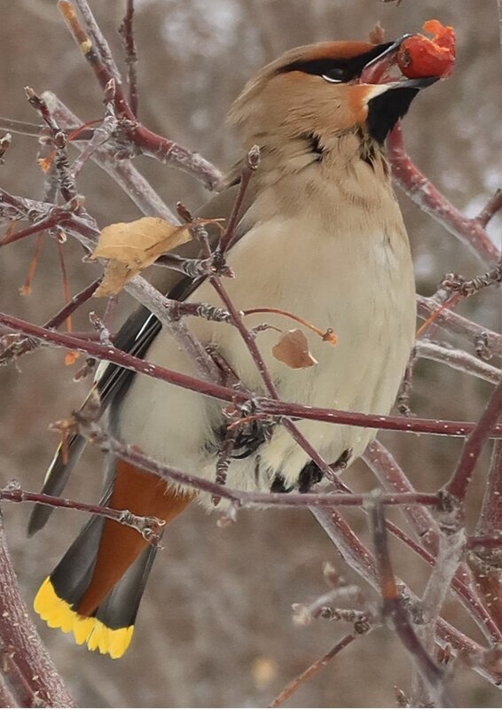 С ягодой - Галина Козлова 