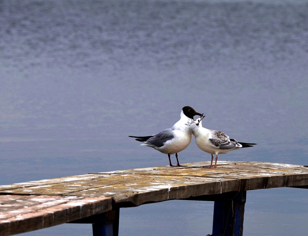 Подсмотрено на озере - Мишель71 