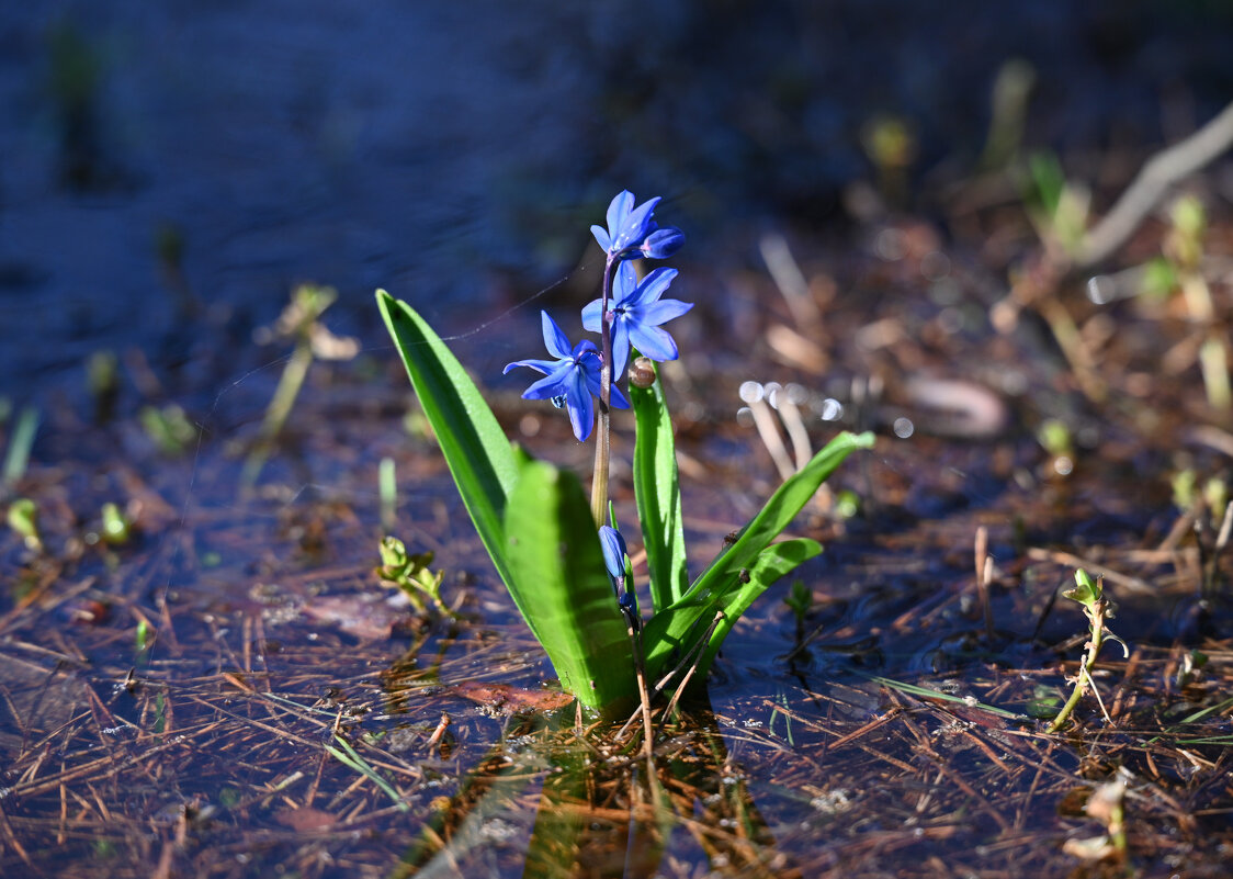 Первоцвет - Вадим 