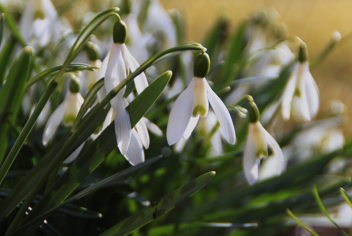 Белоснежных мерцаний лоскуты.. - Татьян@ Ивановна