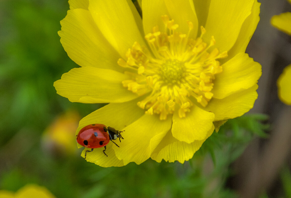 Маленькое чудо - Наталья Димова Маленькое чудо - Наталья Димова