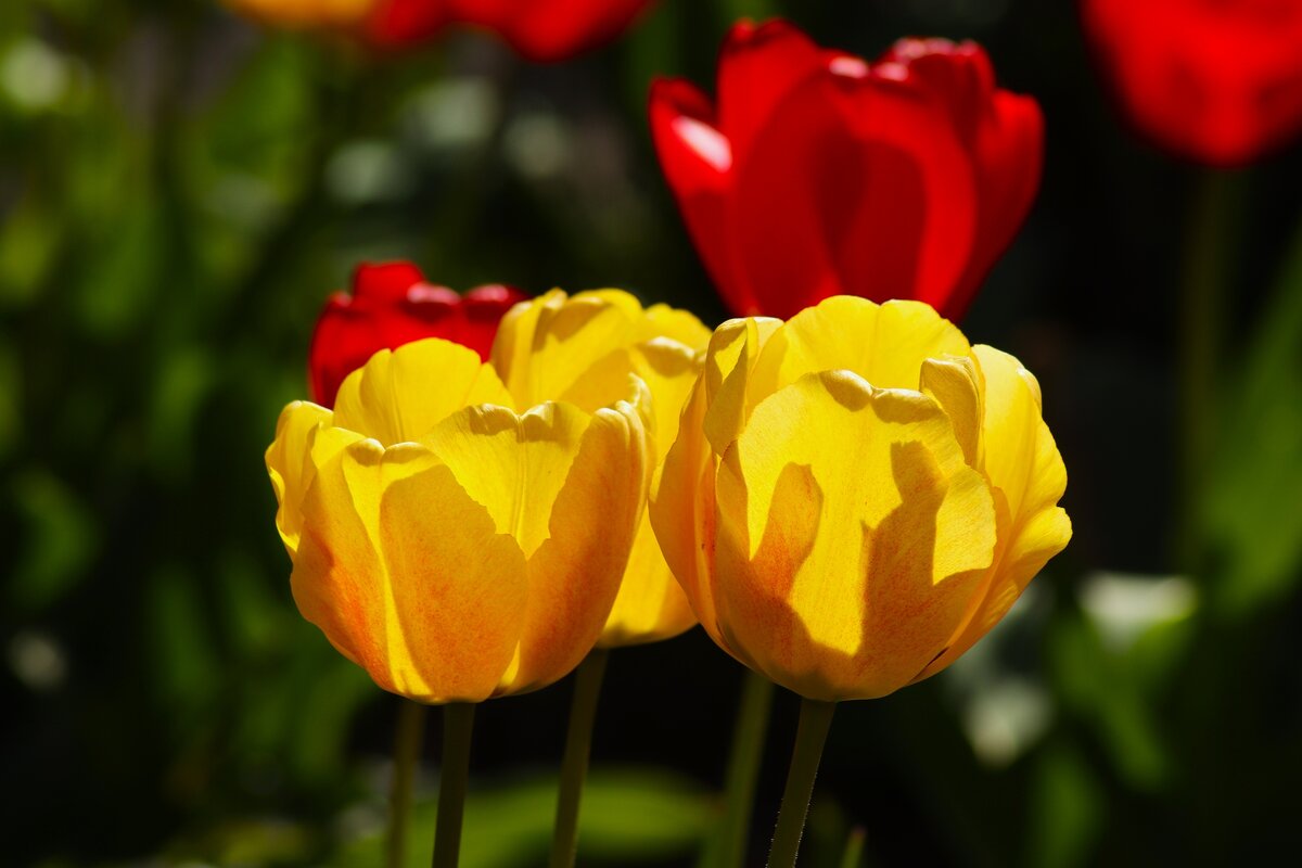 Тюльпаны апреля - Юрий. Шмаков