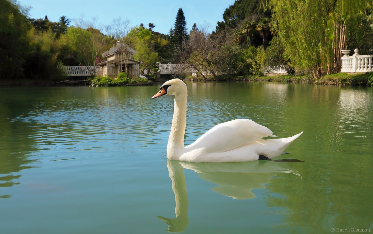 А белый лебедь на пруду - Pavel Blashkin А белый лебедь на пруду - Pavel Blashkin