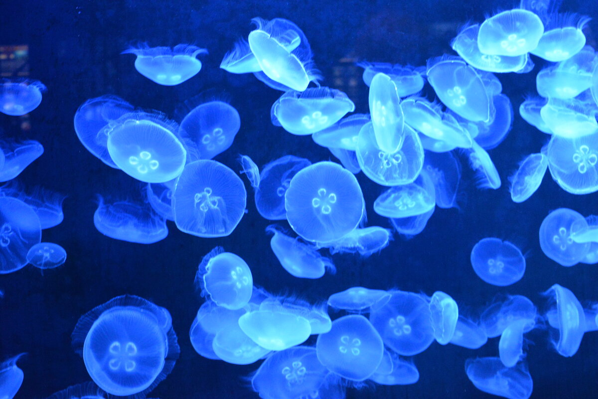 лейпциг2026 - Алексей Короткевич