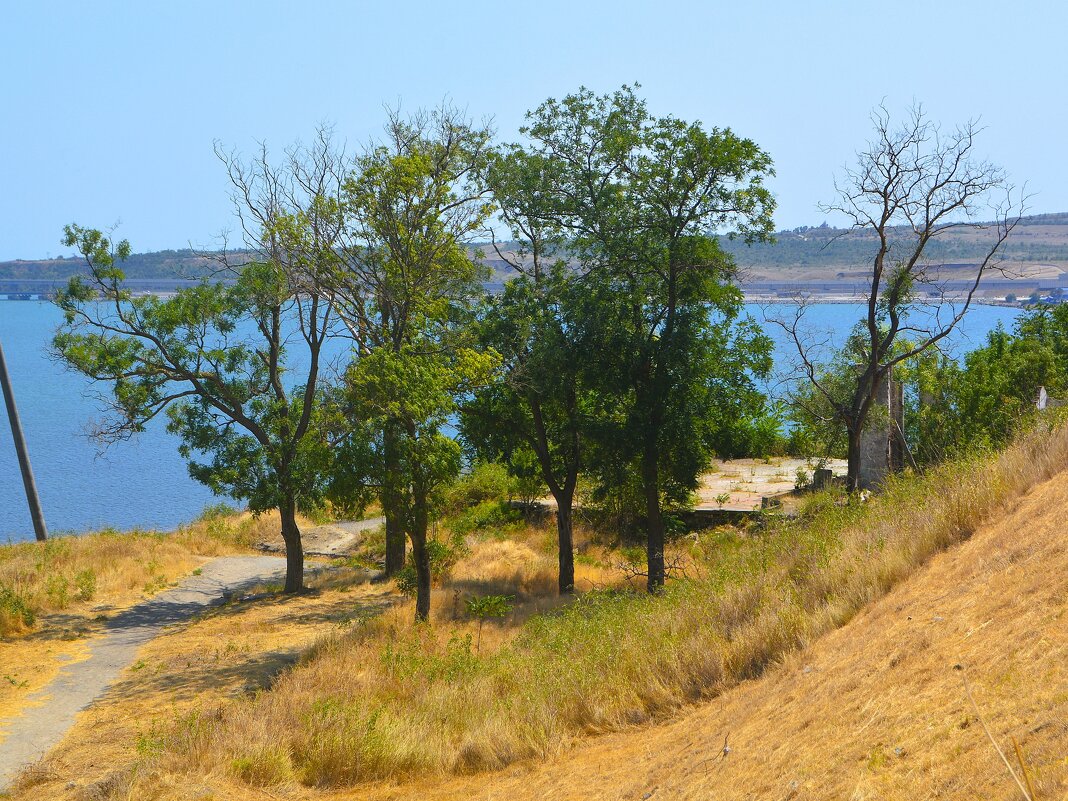 Керчь. Акации на склоне горы Митридат. - Пётр Чернега