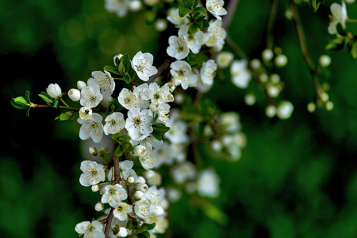 Со Светлой Пасхой. друзья! - Юрий Гайворонскiий Со Светлой Пасхой. друзья! - Юрий Гайворонскiий