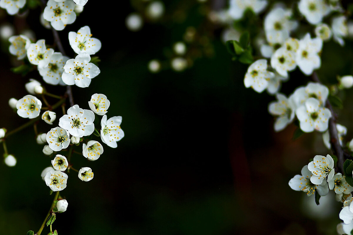 Цветение - Юрий Гайворонскiий
