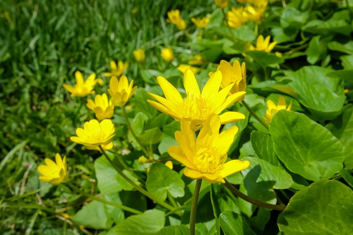 Природы дивное творенье... - Ravile 