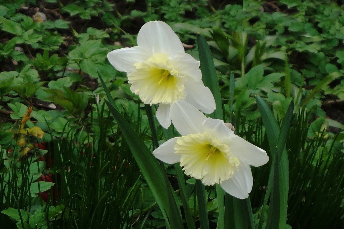 Нарциссы - Рита Симонова