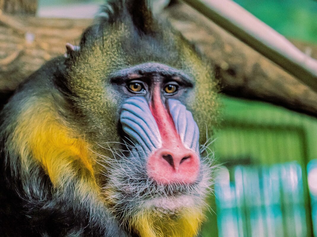 мадрил - Аркадий Лаптенко мадрил - Аркадий Лаптенко