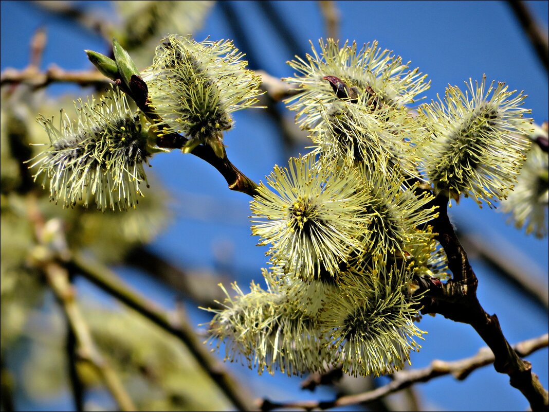 С праздником Светлой Пасхи! - Leonid Rutov С праздником Светлой Пасхи! - Leonid Rutov
