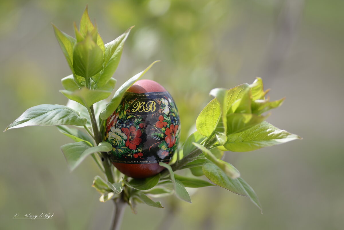 С Праздником Великой Пасхи! - Sergey (Apg)