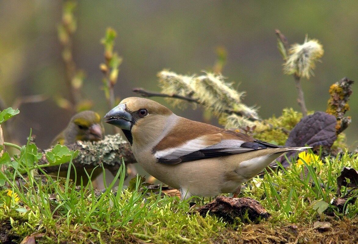 ... - Вячеслав Минаев