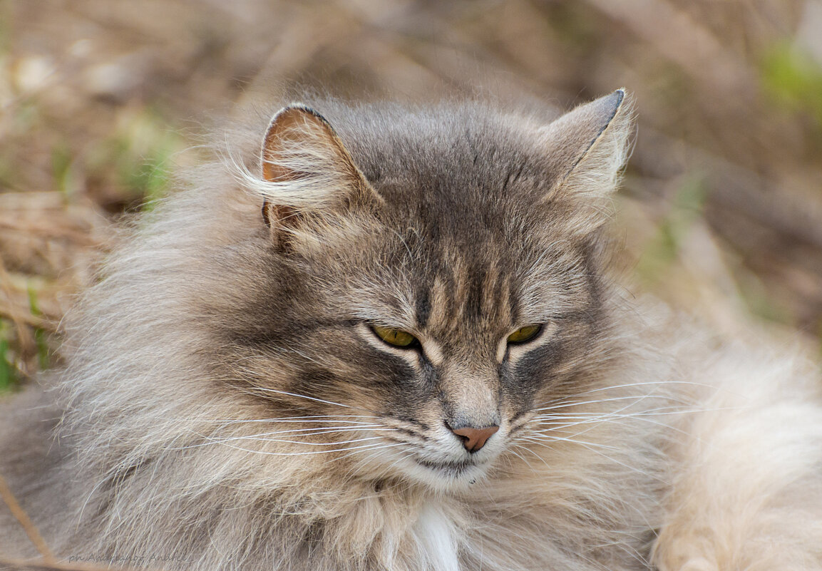 Пушистик. - Андрей Андрианов