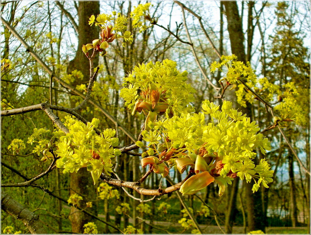 Природа оживает! - VasiLina *