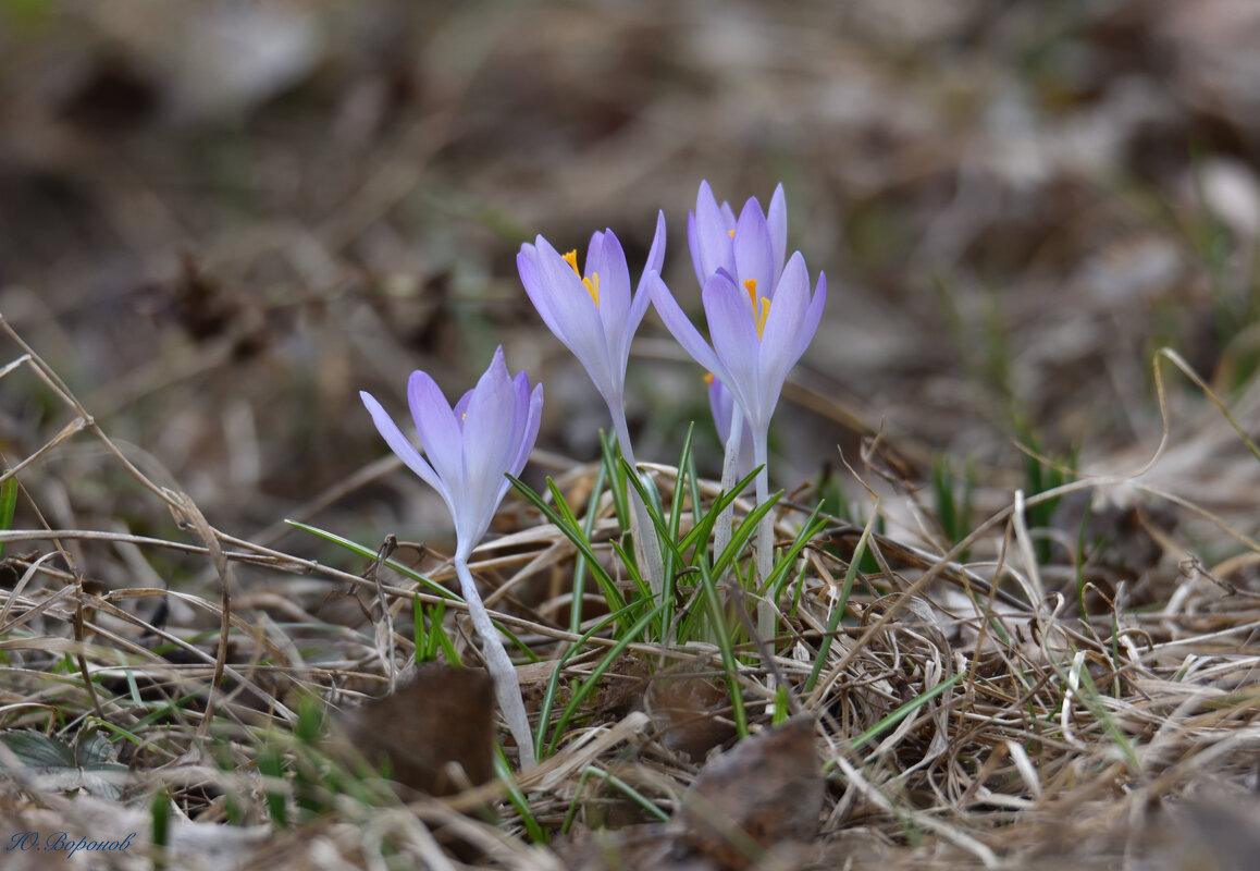 Весна у порога - Юрий Воронов