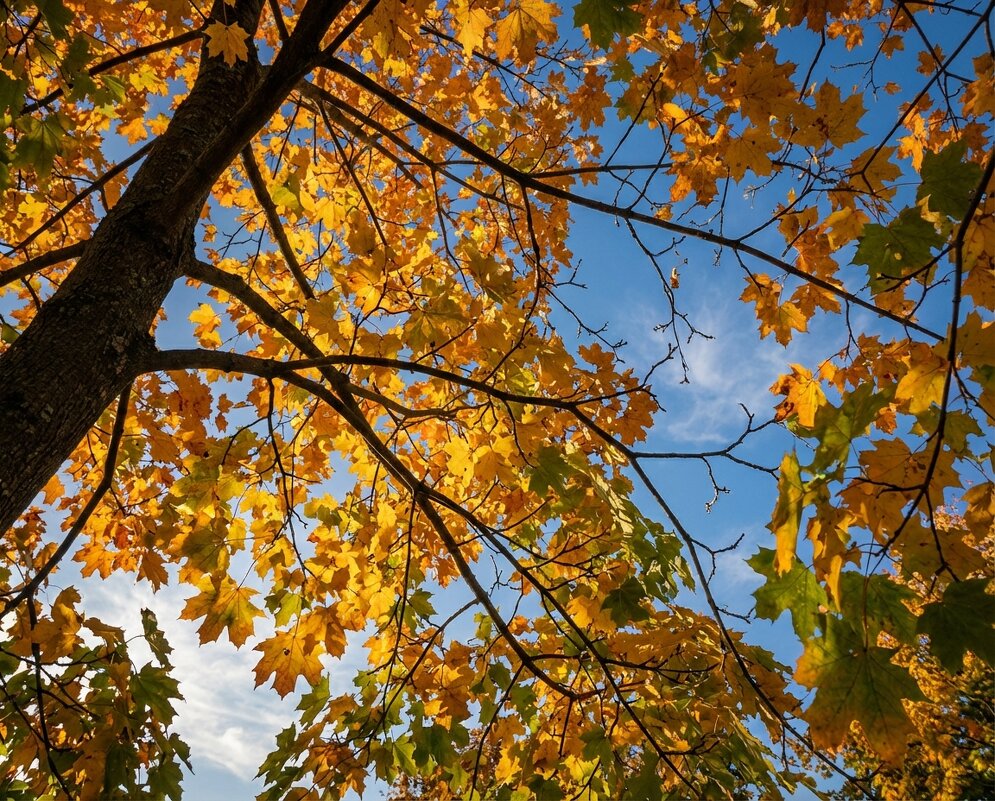 Осенний клен на фоне неба - Лилия 