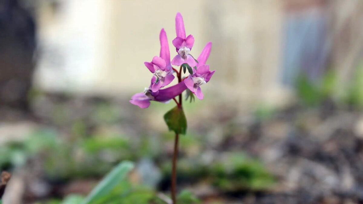 Хохлатка. - Игорь Родионов