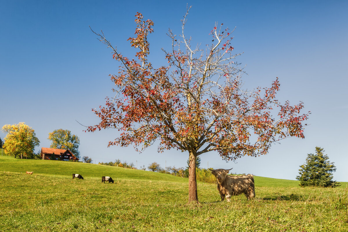 Бавария - Владимир Колесников