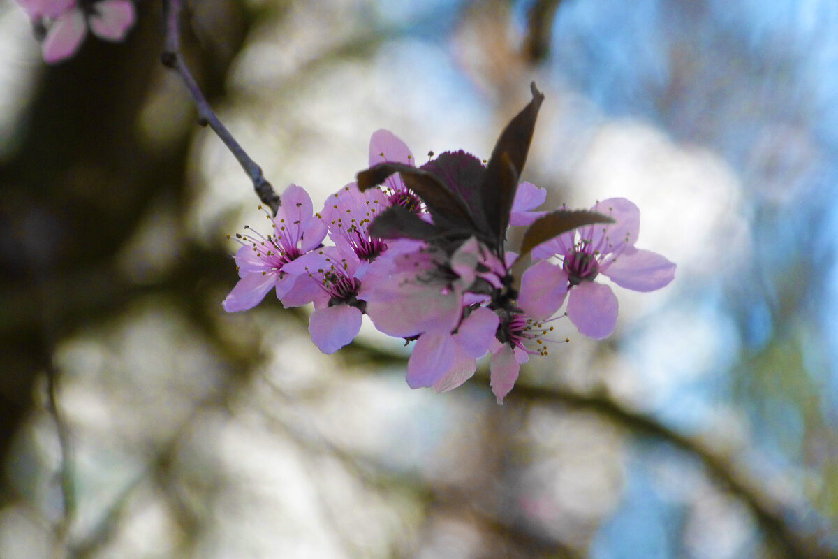 Весенние  цветы - Валентин Семчишин