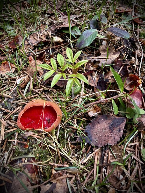 Саркосцифа алая - Любовь Саркосцифа алая - Любовь