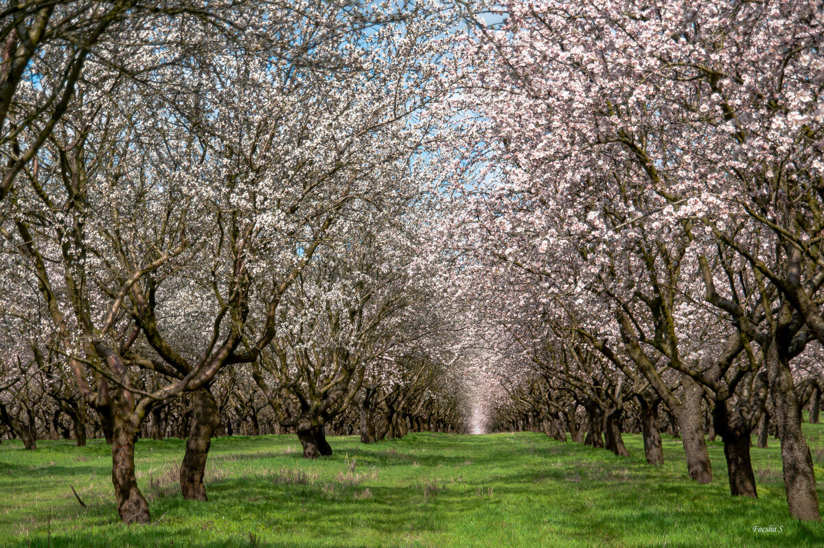 Небо в цветущем миндале... - Светлана Фокша