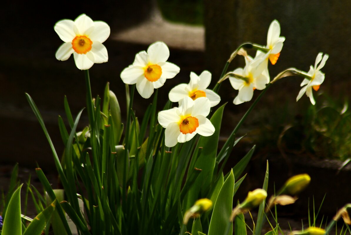 Последние нарциссы апреля - Юрий. Шмаков Последние нарциссы апреля - Юрий. Шмаков