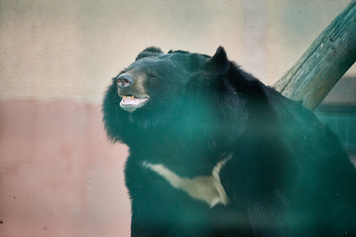 Гималайский мишка - Александр Леонов