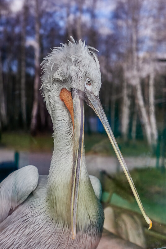 Пеликан - Александр Леонов