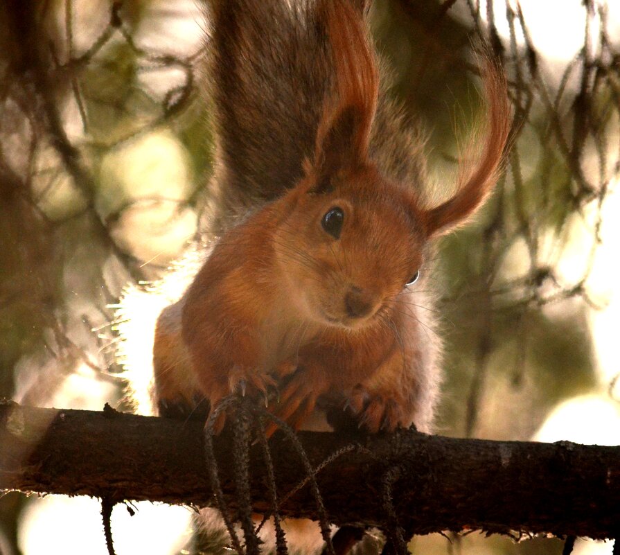 С праздником - Savayr 
