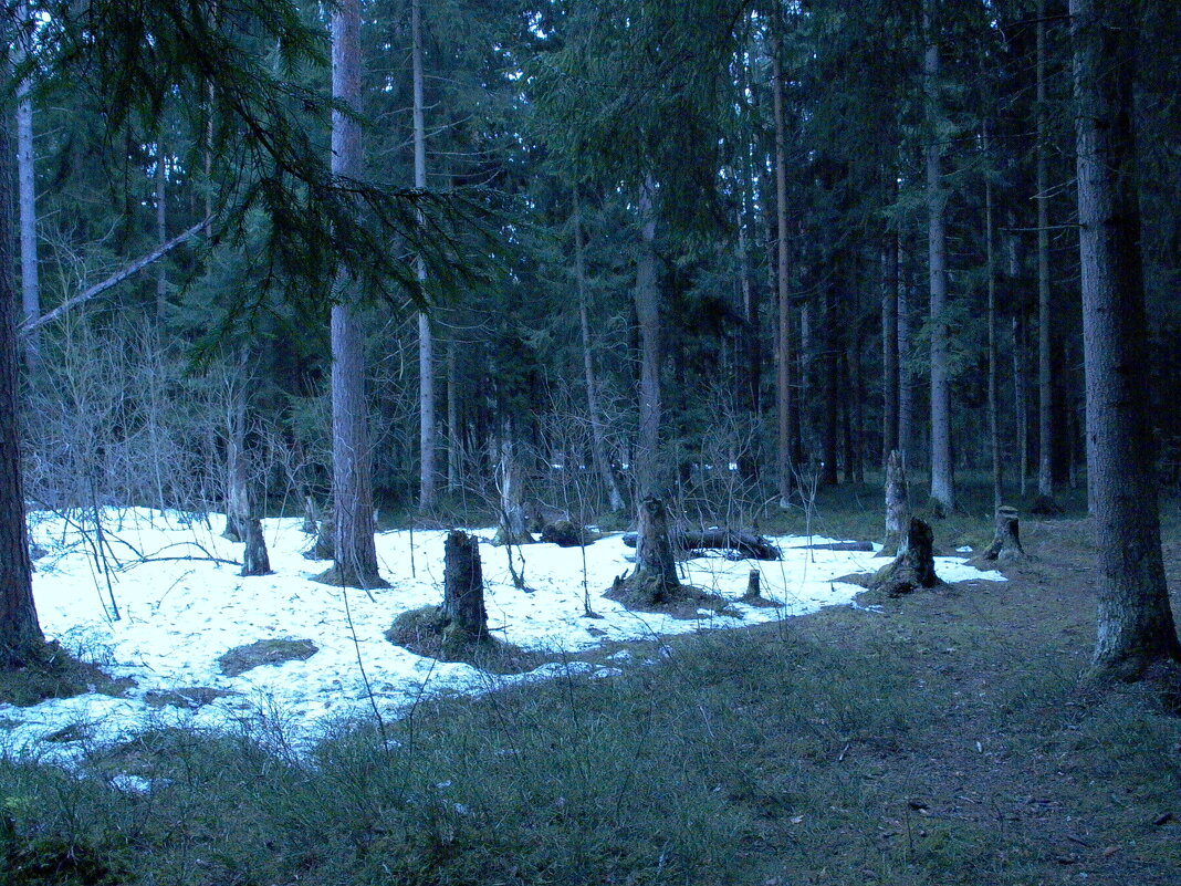 В лесу. - Михаил Елочкин
