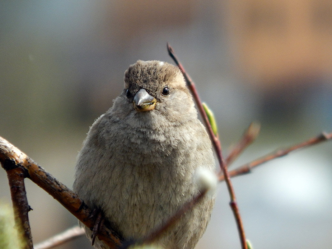 Воробушек - VL 