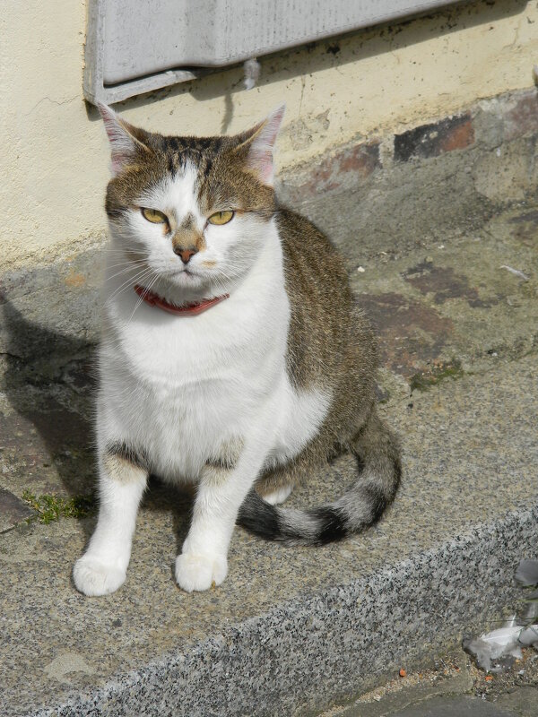 В мире животный - Anna-Sabina Anna-Sabina