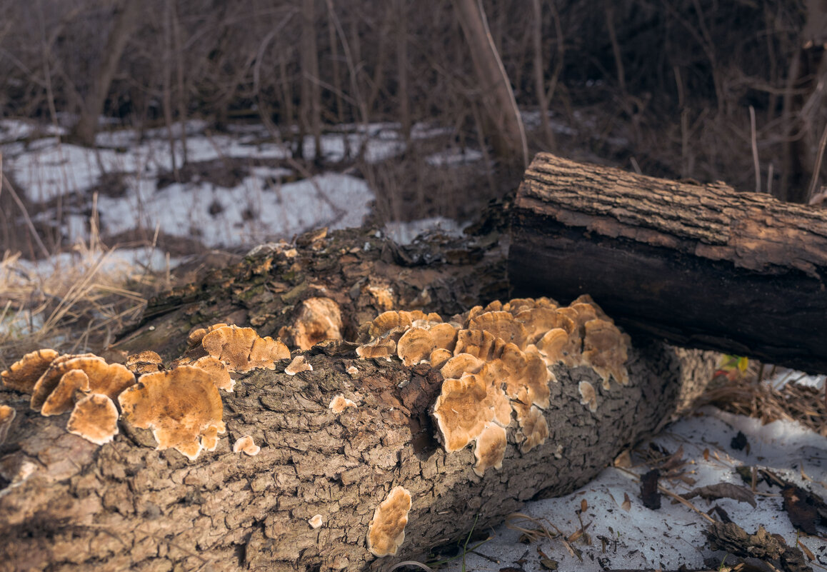 *** - Елена Алексеева