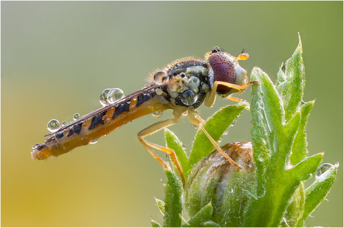 Муха журчалка.Hoverfly. - Александр Григорьев Муха журчалка.Hoverfly. - Александр Григорьев