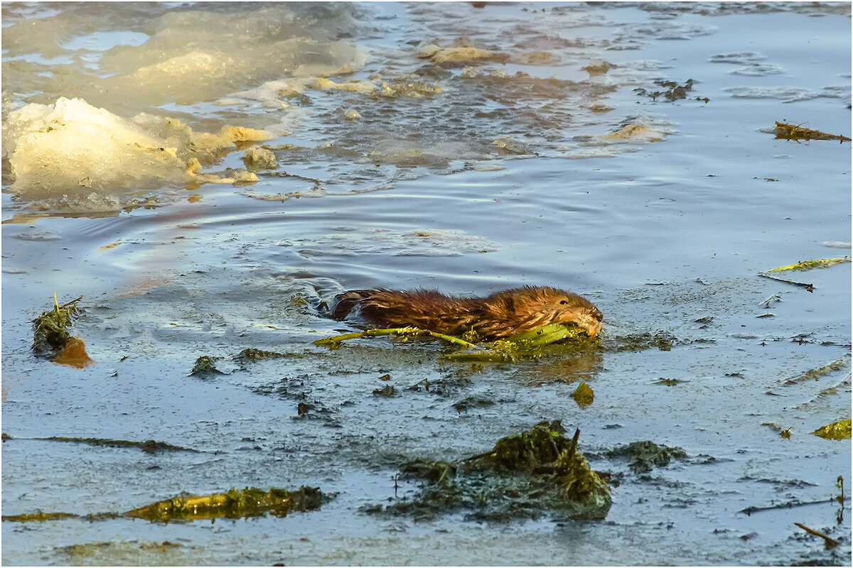 Добыча зелёного корма из глубины - Валентин Котляров