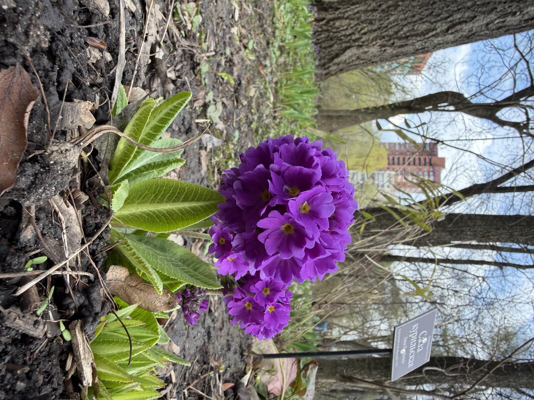 Первоцветы - Pippa 