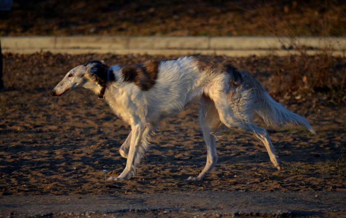 Стройняшка - Savayr Стройняшка - Savayr