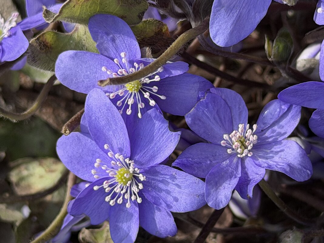 Первоцветы - Pippa Первоцветы - Pippa