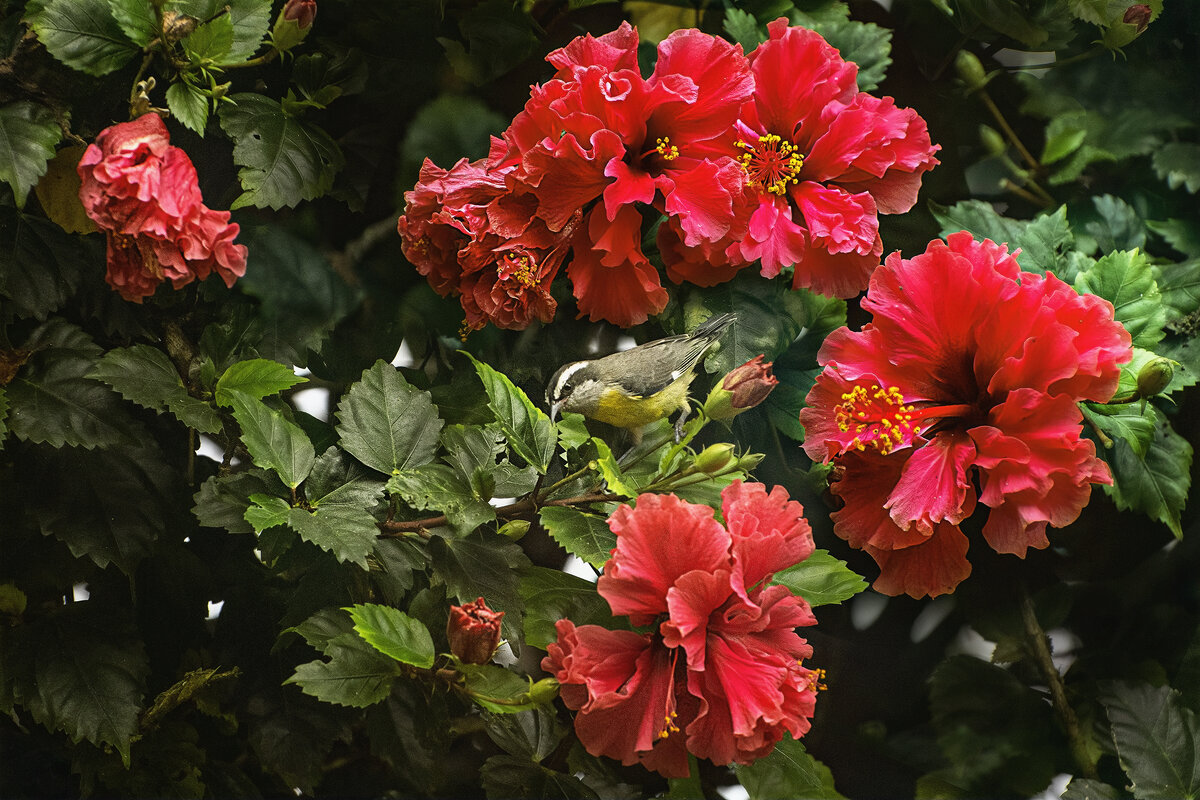 Банановый певун - Svetlana Galvez