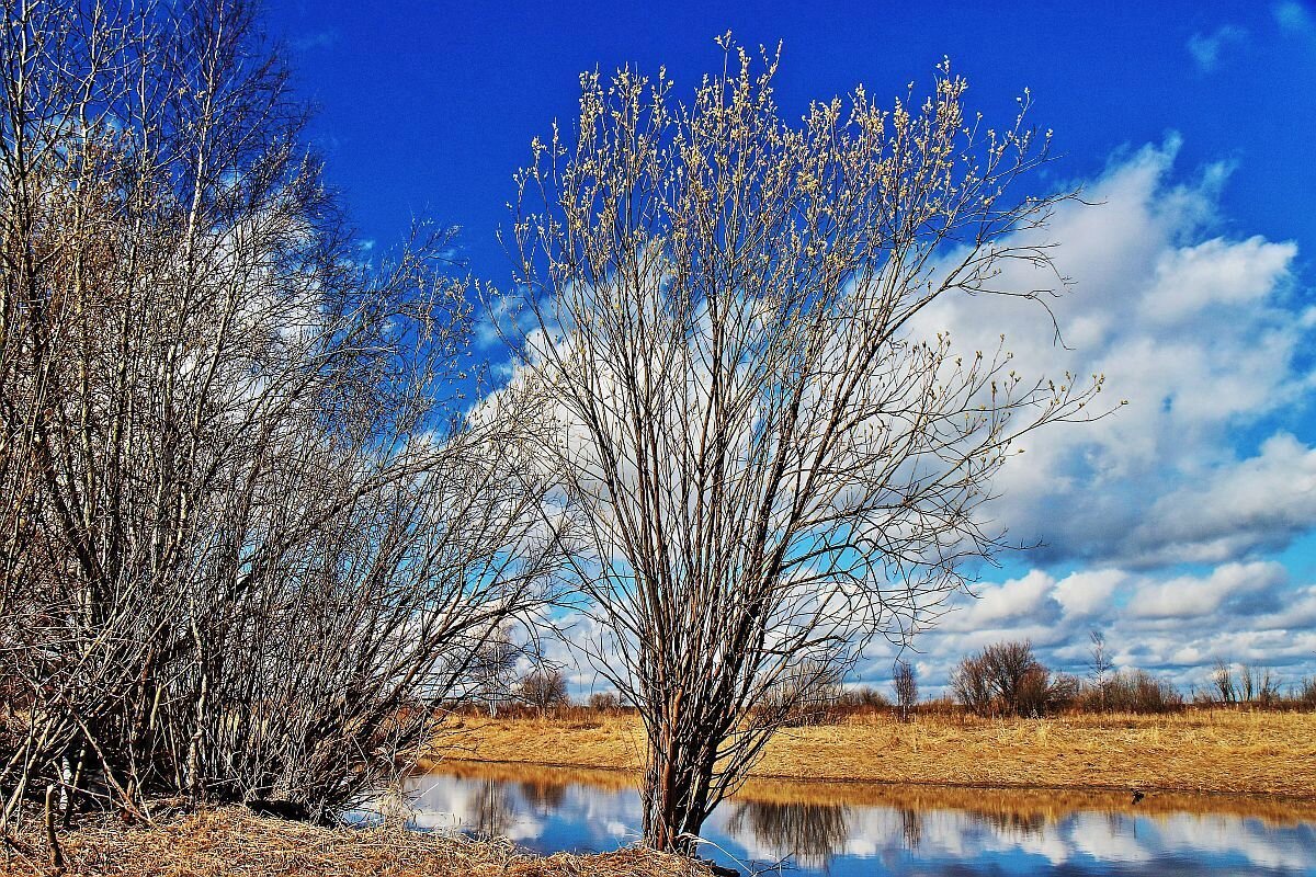 Май...Цветущие вербы над протокой Чеускина. - Владимир 