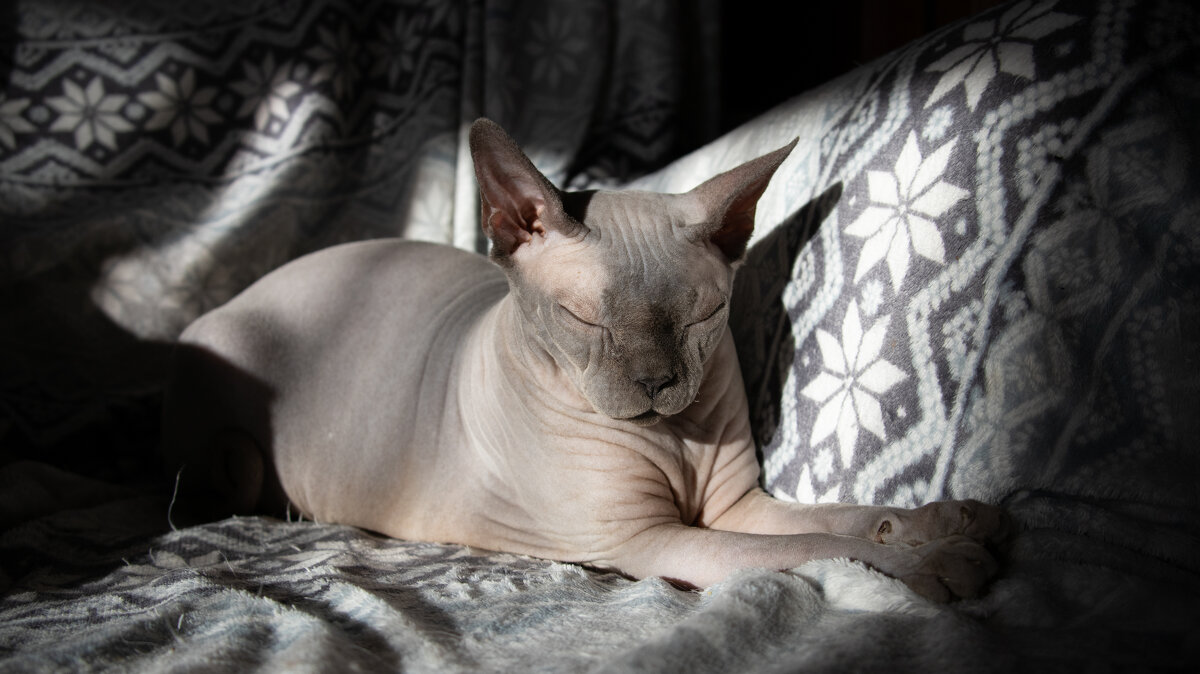 Кот в лучах весеннего солнца - Роман Григорьев