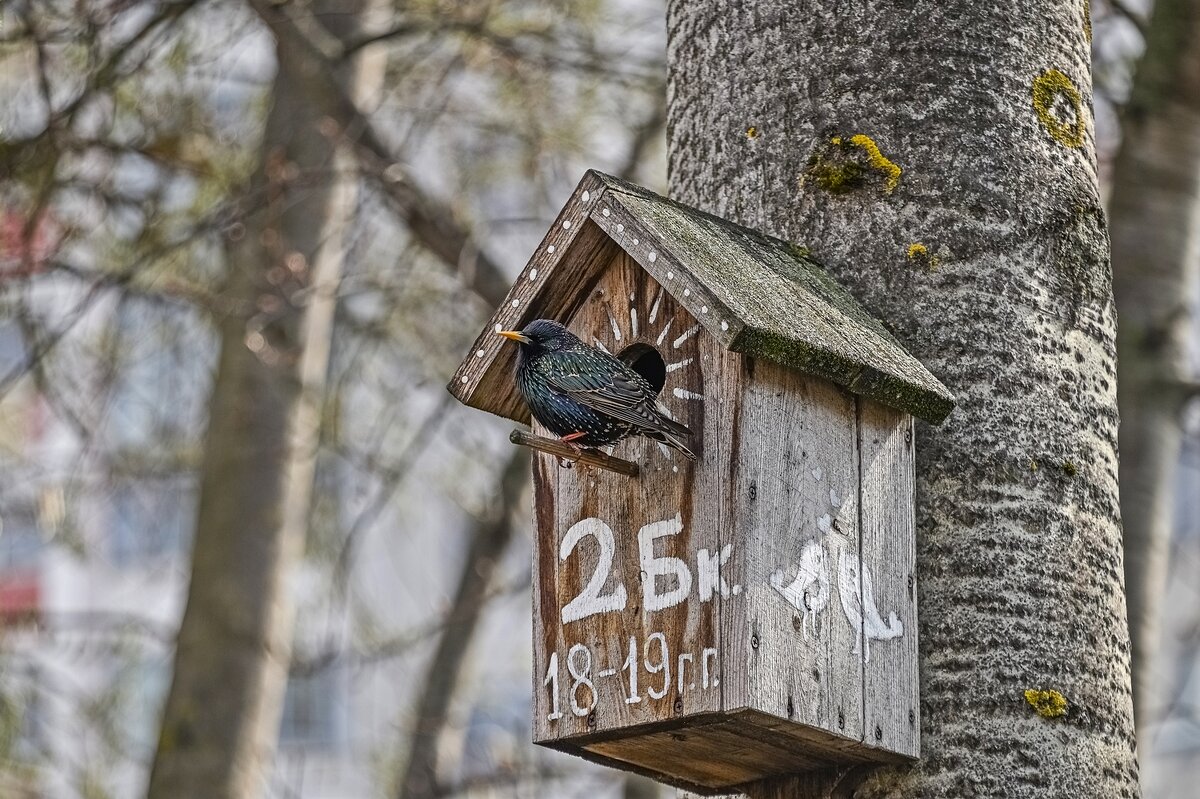 Скворцы прилетели - Валерий Иванович